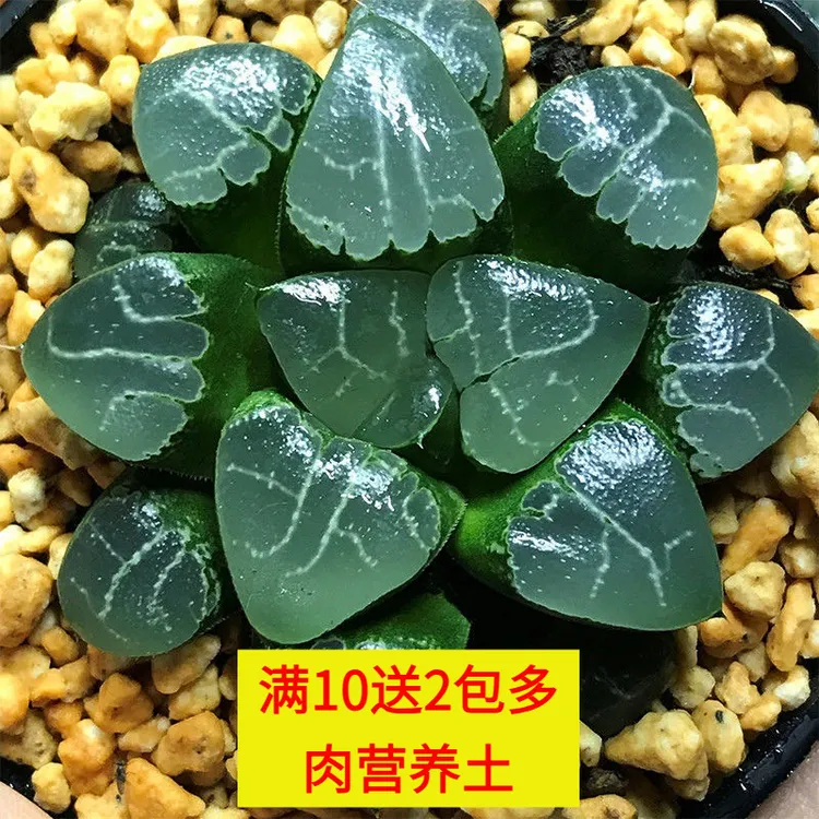 迎国庆热卖多肉植物新款冰灯黄金露草玉露办公室云锦十二卷花卉