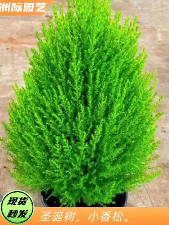 金冠柏香松雾松盆栽四季常青好养带香味观赏植物耐寒耐冻室外绿植