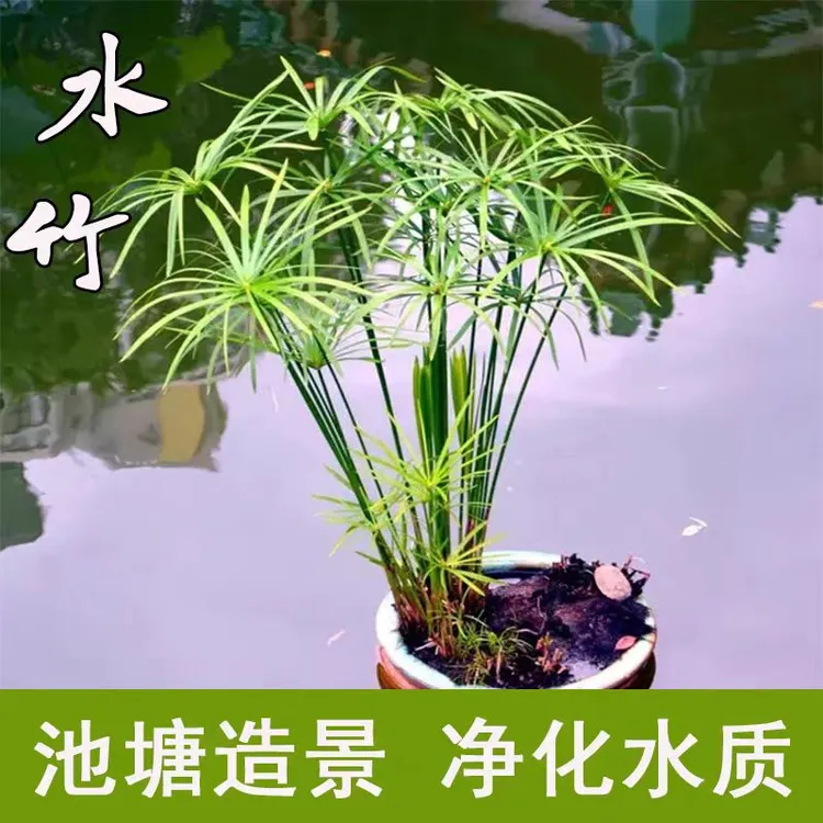 水竹风车草水培植物旱伞草土培鱼龟池塘绿植盆栽水棕竹子盆栽造景