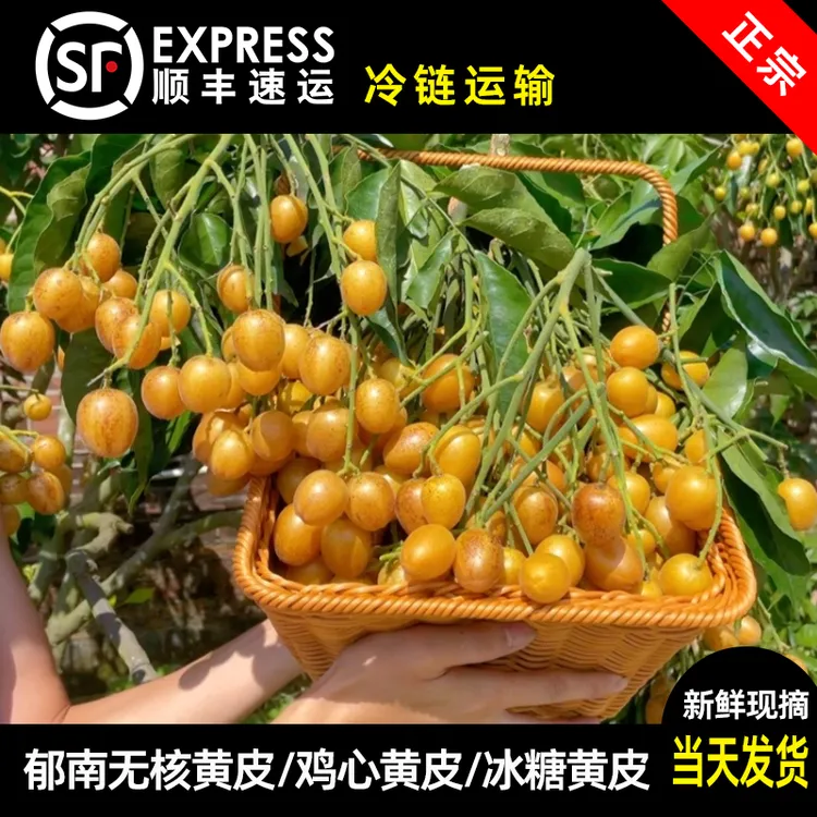 正宗郁南无核黄皮果5斤净果顺丰包邮（有籽鸡心黄皮冰糖黄皮）