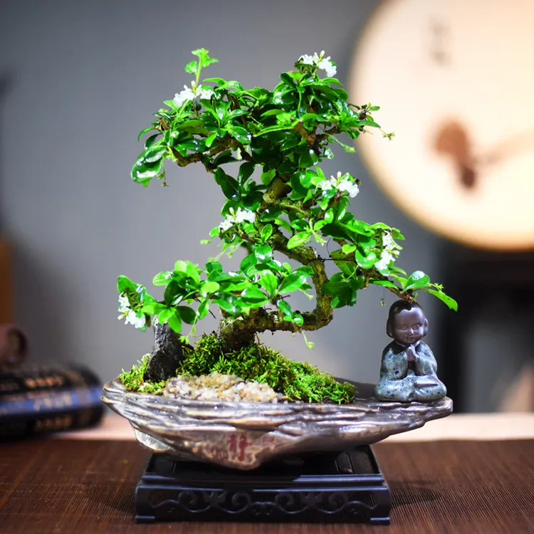 福建茶盆栽盆景室内客厅好养喜光小植物桌面禅意微盆景开花小绿植