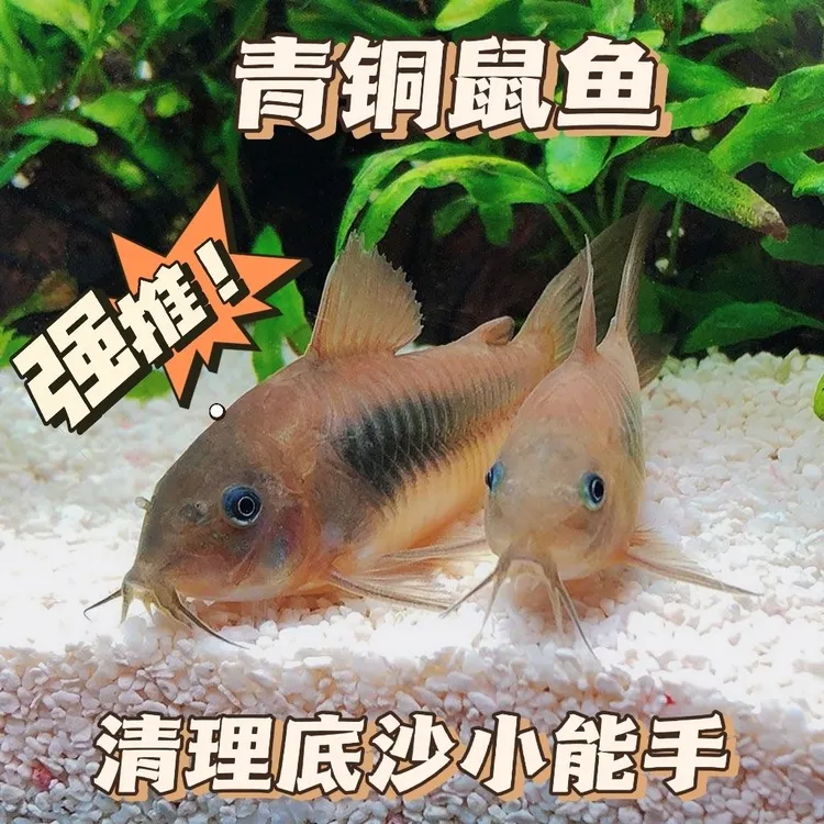 老鼠鱼青铜活体发货活体工具鱼清理鱼缸底栖观赏鱼除藻清理垃圾鱼