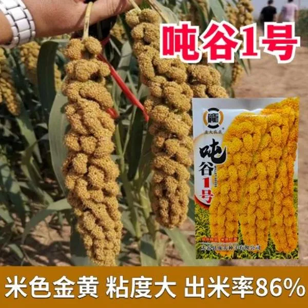 吨谷1号谷子种子小米种子抗鸟害抗倒伏米谷香粘糯黄小米种子谷种