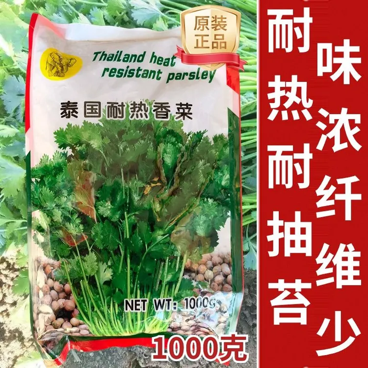 泰国耐热香菜种子耐热耐抽薹大叶香菜种子芫荽籽香味浓四季香菜籽