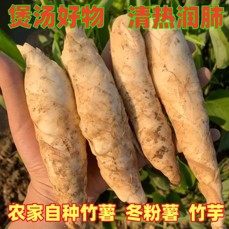 广东新鲜竹薯竹芋冬粉薯自产自销煲汤清甜下单包邮