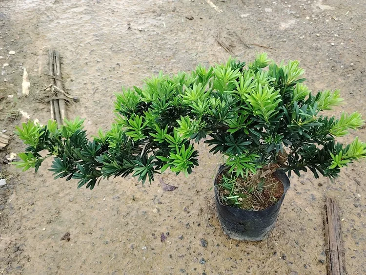 高山流水造型罗汉松，迎客造型罗汉松，贵妃小叶罗汉松。四季常青！