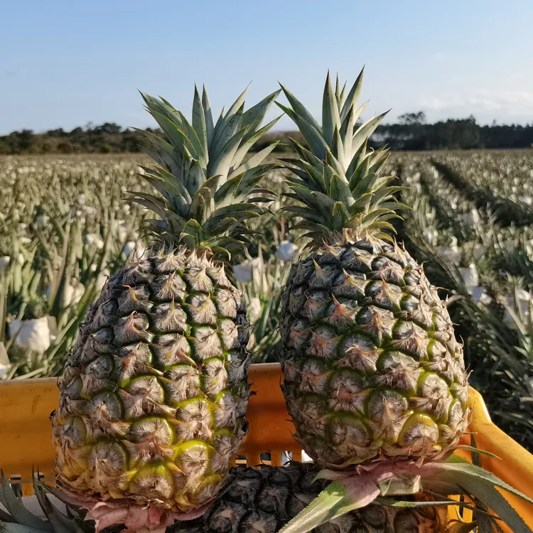 海南金钻凤梨4-4.5斤