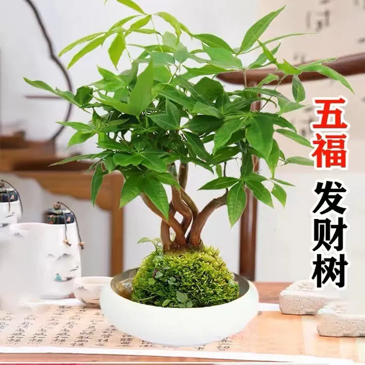 五福造型发财树高档领导办公室盆栽室内室外易养活四季常青招财树