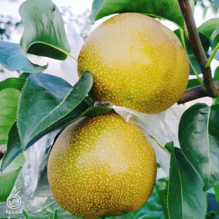 永川黄花梨-现摘现发(精品果带箱十斤)