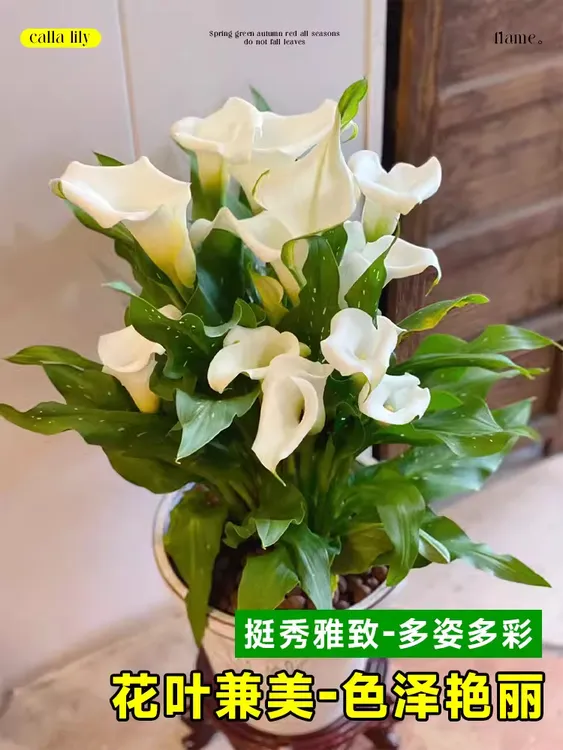 马蹄莲盆栽带花苞白色黑色紫色橙四季开花原土原盆好养活生长带花