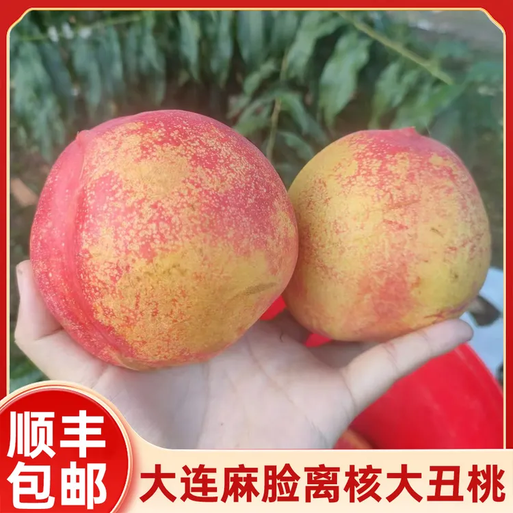 【顺丰包邮】大连自家山区离核麻脸丑桃黄心甜油桃礼盒装钱数九