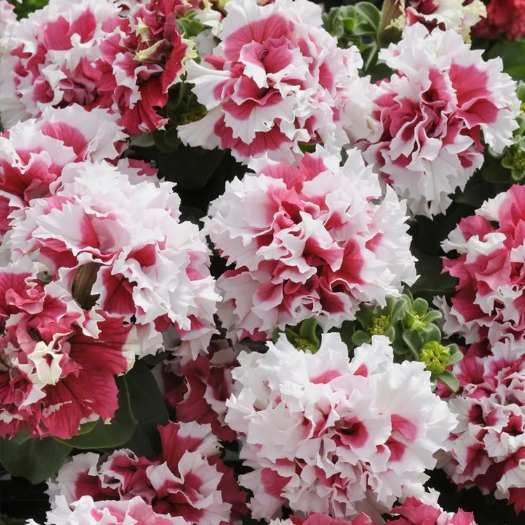 进口重瓣矮牵牛种子 泛美多色秋播室内阳台盆栽四季好养花子 花籽