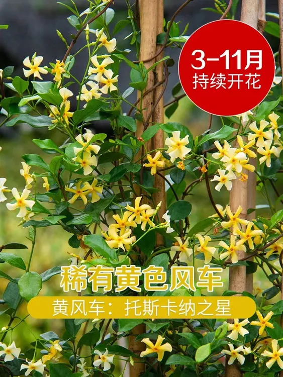 风车茉莉黄色托斯卡纳之星四季长青四季开花浓香型耐寒耐热盆地栽