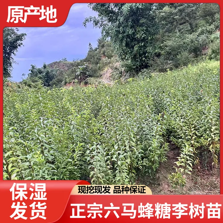 贵州六马蜂糖李树苗批发现挖现发保湿发货品种纯正果树