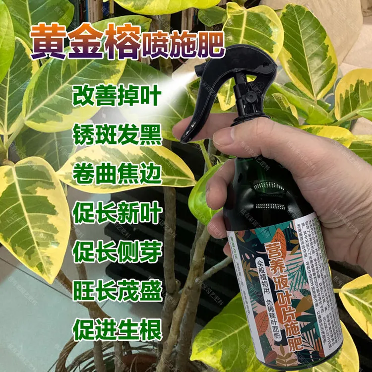 黄金榕专用肥料叶子变黑锈斑营养液高山榕富贵榕盆栽掉叶子喷施肥