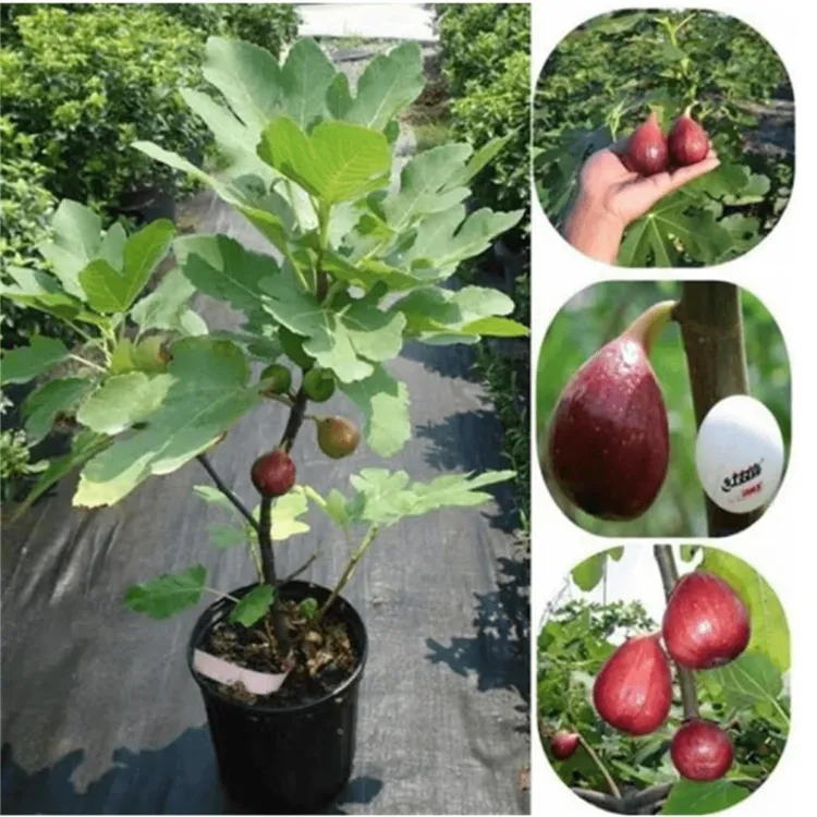 无花果树果苗特大果矮化带土南方北方种植果苗波姬红盆栽无花果苗