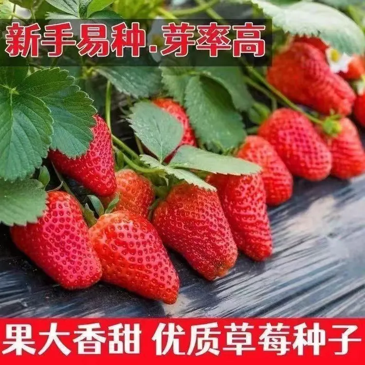 正宗香甜奶油草莓苗带盆带土阳台盆栽四季结果草莓秧苗新手易种