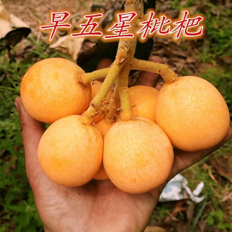 早五星枇杷树苗大五星枇杷树苗嫁接枇杷树苗南方北方种植当年结果