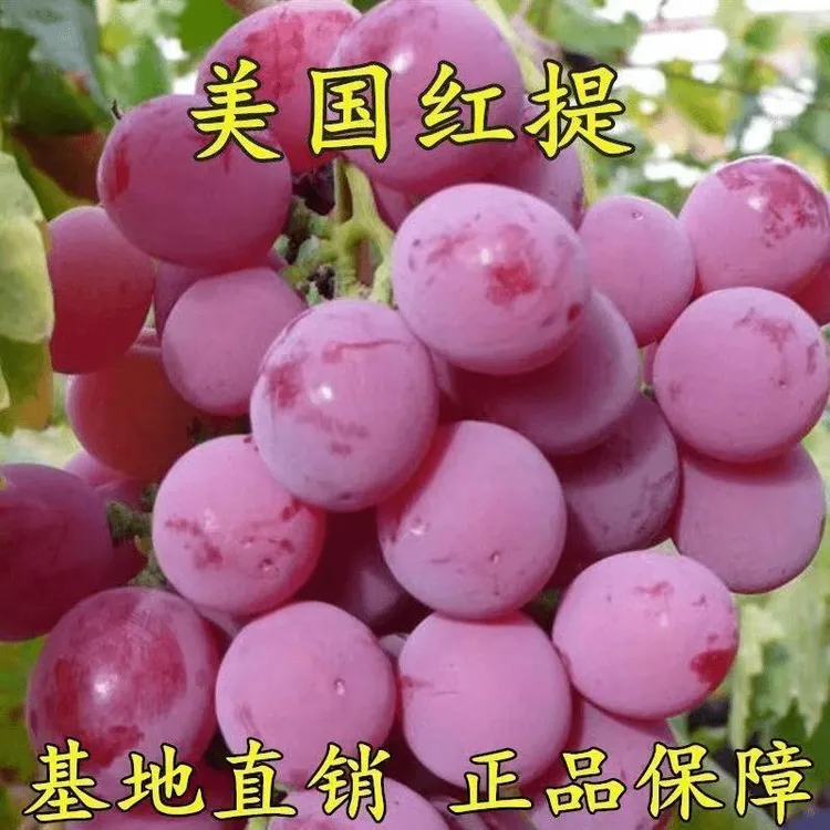 美国红提苗无籽红提子苗葡萄苗红提葡萄树苗盆栽地栽当年结果
