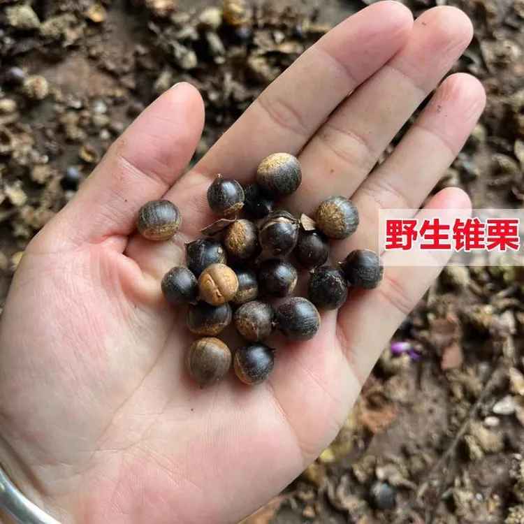 野生米锥子小锥栗苗勾圆子毛栗子树苗刺锥老品种果树果苗当年结果
