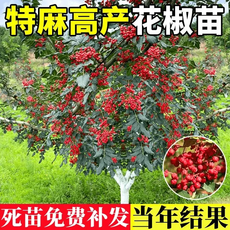 花椒苗树四川大红袍盆栽麻椒苗南北方种植地栽青花椒树苗当年结果