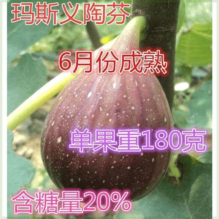 玛斯义陶芬无花果树苗 南北方阳台庭院 四季种植盆栽地栽当年结果