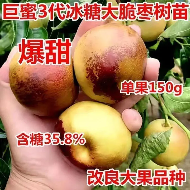 三代特大冰糖脆枣树苗新品种冬枣大果苗无核早熟盆栽地栽当年结果
