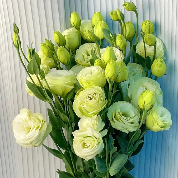【现摘现发】云南洋桔梗鲜花花束客厅高档摆设花家庭插花礼物花束