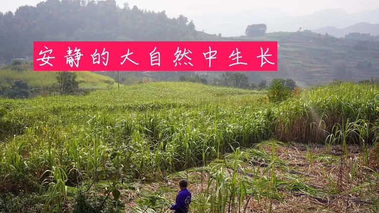 贵州当季红黑甘蔗（整根砍装）水果混装现砍现发