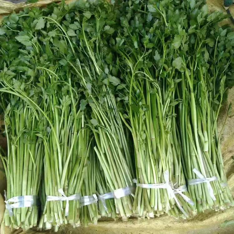 安徽无为特产新鲜蔬菜水芹菜青芽芹菜绿杆水芹当天现挖1份起包邮