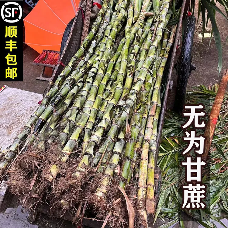 安徽无为特产甘蔗青皮新鲜水果农家甜甘蔗汁水多现挖1份5斤起包邮