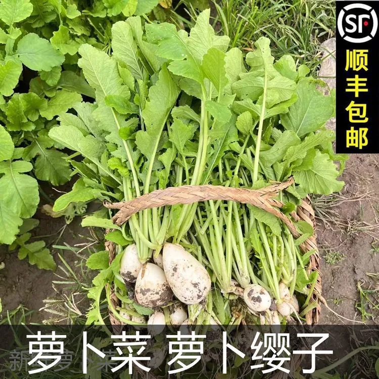 （顺丰）安徽无为特产新鲜蔬菜萝卜菜带萝卜头萝卜缨子1份2斤起现拔