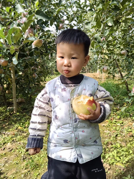 大沙河红富士苹果江苏徐州丰县脆甜多汁黄肉孕妇现摘现发10斤包邮