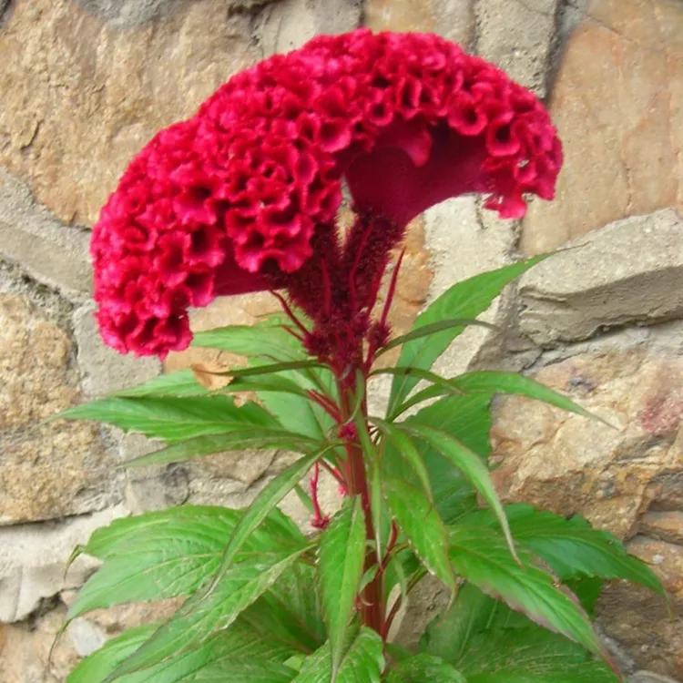 【鸡冠花种子】家庭阳台小院盆栽地栽四季种植