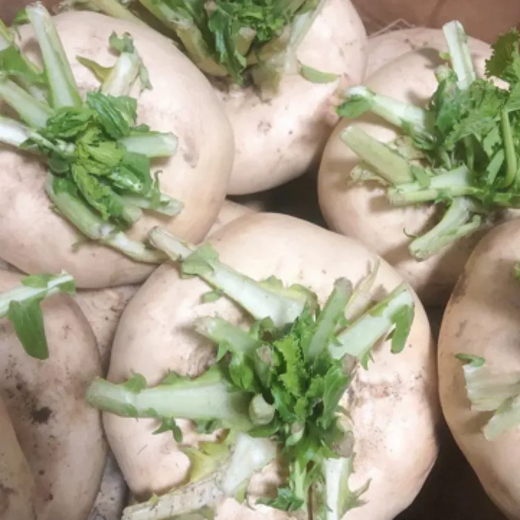 【中通韵达】温州盘菜扁头菜5斤（约2～4个）新鲜发货