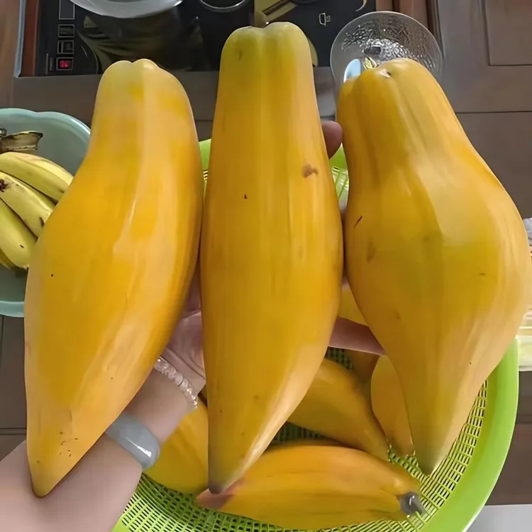 大果耀堂仙桃嫁接树苗鸡蛋果苗四季品种水果庭院天台盆栽和地栽