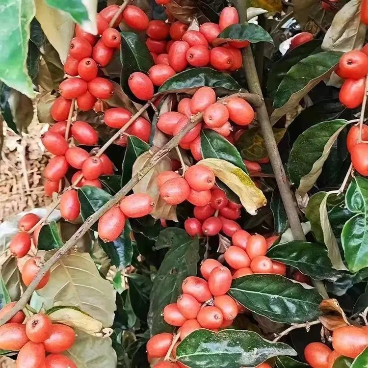 羊奶果树苗特大果德甜二号胡颓子羊奶果抗寒耐热适合种植盆栽地栽