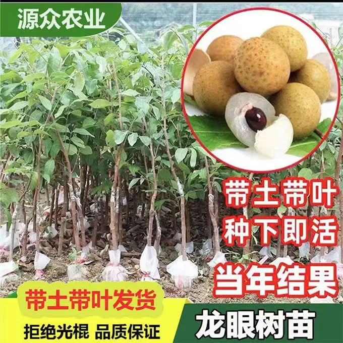 唯源众正宗龙眼树苗四季龙眼石峡龙眼嫁接矮化南北方耐寒当年结果
