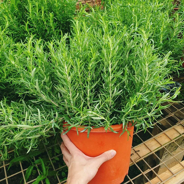 食用迷迭香种子百里香甜牛至欧芹薄荷室内西餐香草种籽孑阳台盆栽
