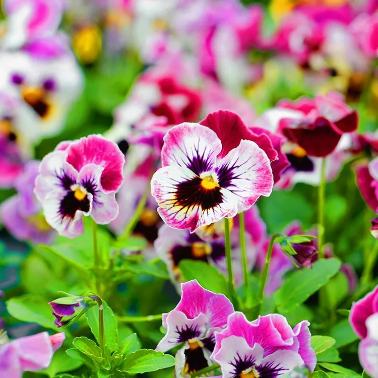 三色堇种子猫儿脸角堇蝴蝶花种籽四季阳台庭院盆栽花卉种籽