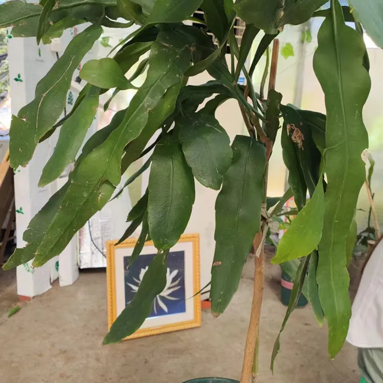 精选大叶昙花4年苗龄