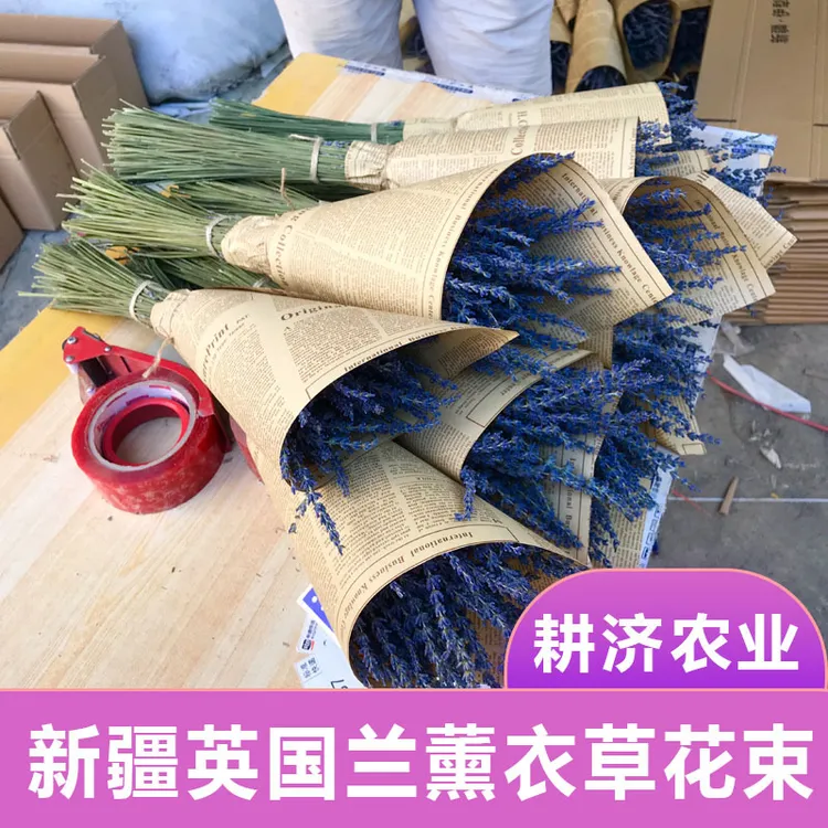 新疆薰衣草干花束花摆安神助眠长穗永久香水香薰真花新花客厅装饰