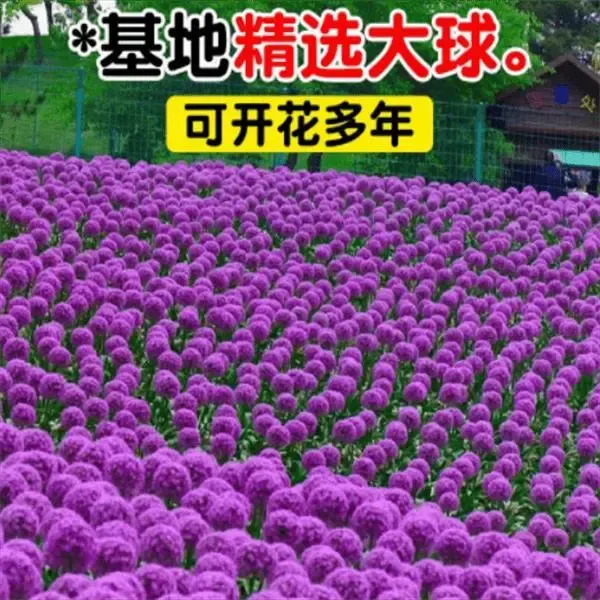 荷兰进口大花葱种球(大使)盆栽庭院地栽耐寒多年生球根花卉植物