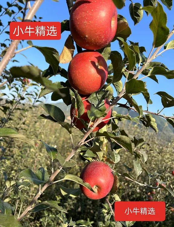 超级树尖精品冰糖心红富士精选礼盒装新鲜现摘