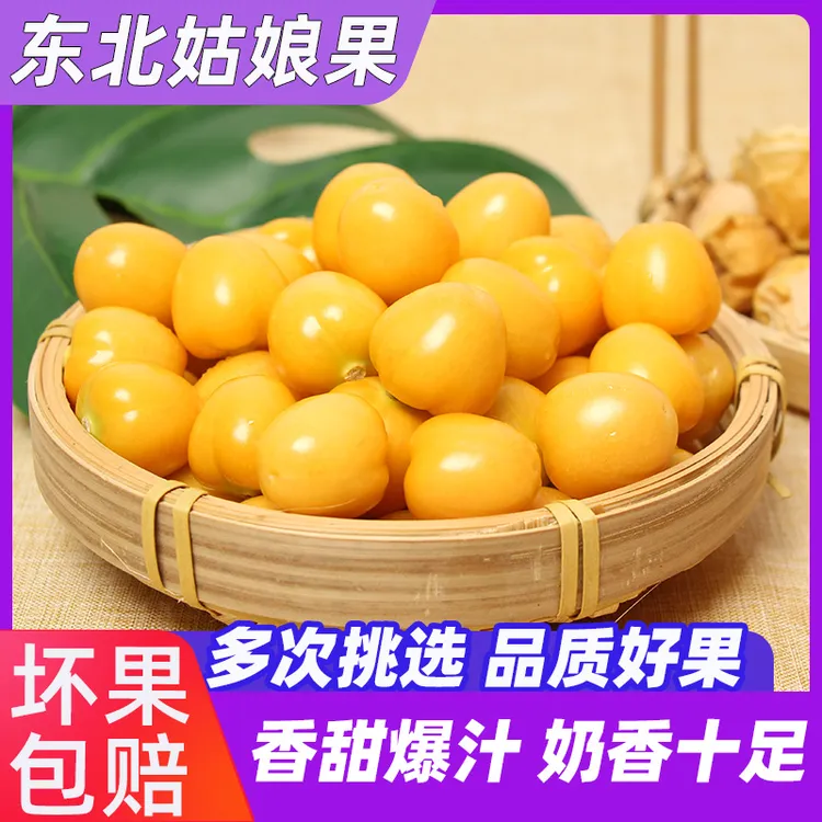 东北姑娘果灯笼果菇娘果黄姑娘果洋姑娘菇茑皮薄应季正宗菇娘果