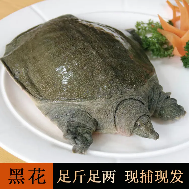 6两-8两一只装鲜活外塘包活生鲜养殖活体包活甲鱼苗