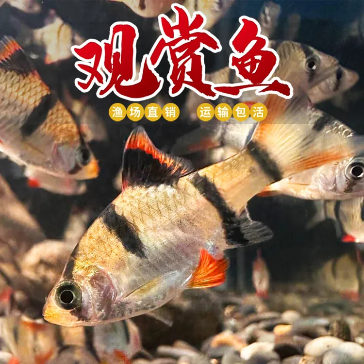 淡水观赏鱼耐活热带淡水新手好养小鱼四间虎皮鱼冷水小型鱼宠物鱼
