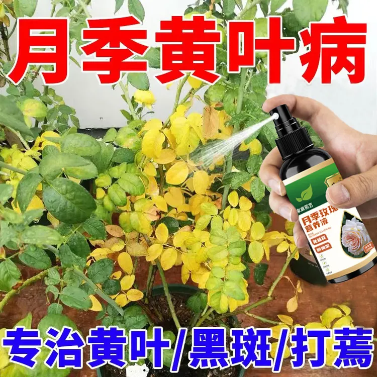 月季玫瑰营养液【一喷绿】预防黄叶黑斑促绿叶催开花免稀释专用肥