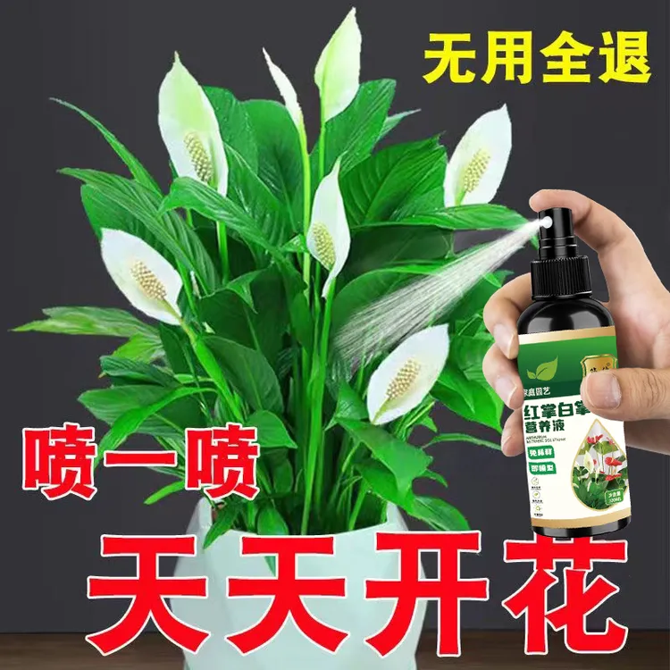 【花期长】一帆风顺红掌白掌专用肥营养液叶片枯黄催生不开花花期