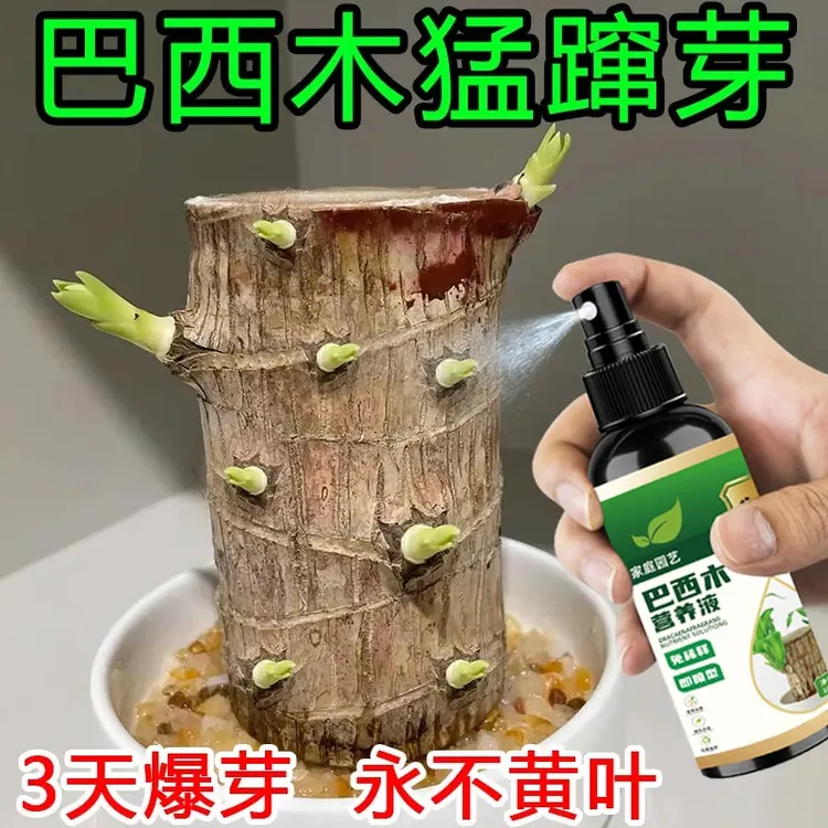 巴西木营养液专用微量元素补新叶促生长生根发芽防烂根发霉液体肥